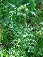 Silphiodaucus prutenicus