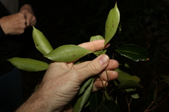 Syzygium crebrinerve