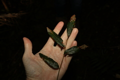 Austrosteenisia glabristyla