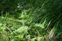 Polemonium caeruleum
