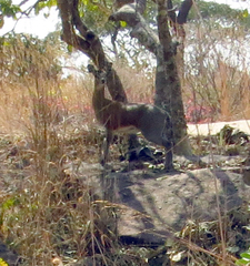 Oreotragus oreotragus