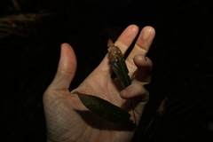 Austrosteenisia glabristyla