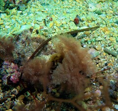 Stigmatopora narinosa