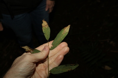 Austrosteenisia glabristyla