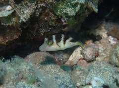 Canthigaster coronata