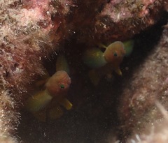 Priolepis aureoviridis