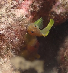 Priolepis aureoviridis