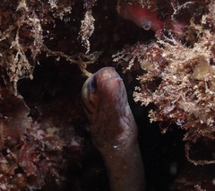 Gymnothorax gracilicauda