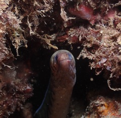 Gymnothorax gracilicauda