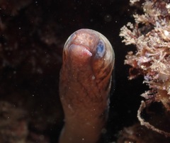 Gymnothorax gracilicauda