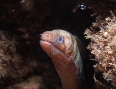Gymnothorax gracilicauda
