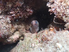 Gymnothorax gracilicauda