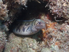 Gymnothorax gracilicauda