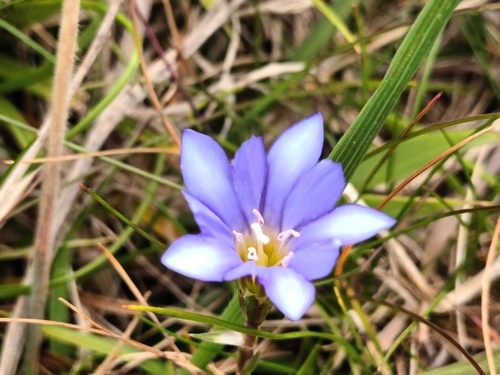 Image of Gentiana arisanensis by (c) Nico Tsai, some rights reserved (CC BY)