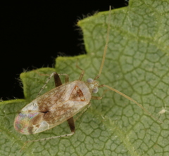 Compsidolon salicellum