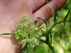 Silphiodaucus prutenicus