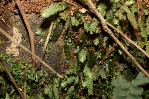 Image of Mesochaete undulata by (c) Greg Tasney, some rights reserved (CC BY-SA)