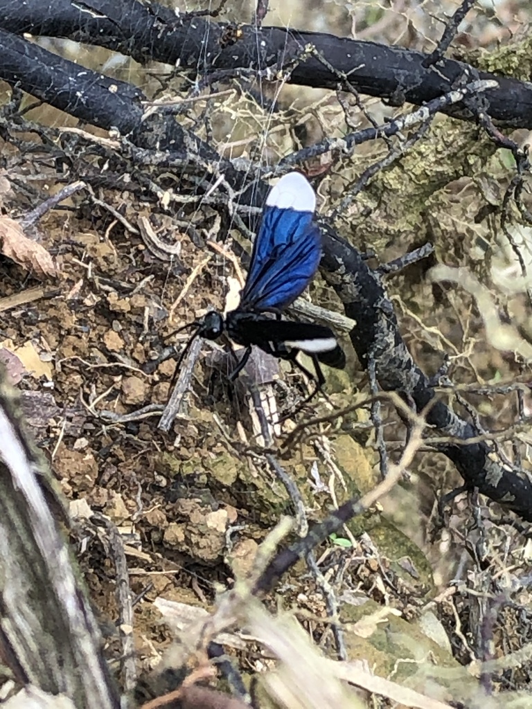 Pepsis egregia