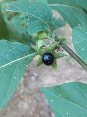 Atropa belladonna