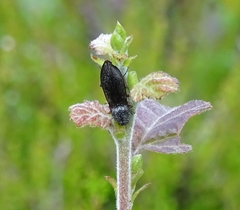 Paraphotistus impressus