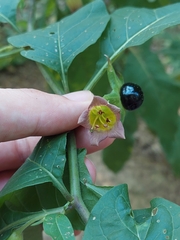Atropa belladonna