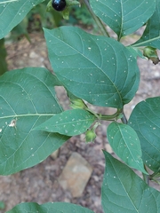 Atropa belladonna