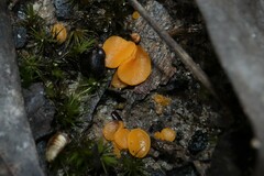 Phaeohelotium baileyanum