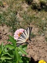 Iphiclides podalirius