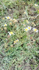 Anthemis ruthenica