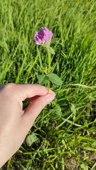 Trifolium pratense