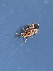 Graptostethus servus