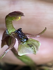 Chiloglottis formicifera