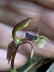 Chiloglottis formicifera