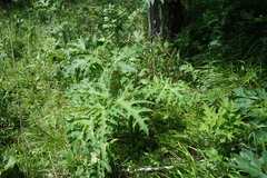 Heracleum dissectum