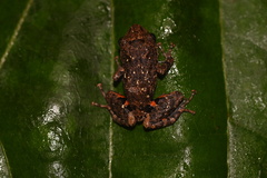 Pristimantis altamazonicus