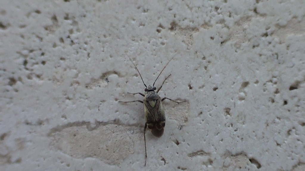 Polymerus cognatus