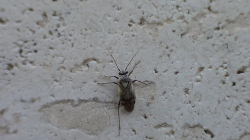 Polymerus cognatus