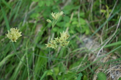 Primula veris macrocalyx