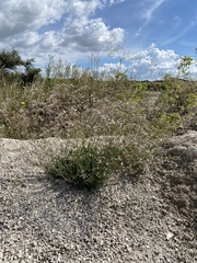 Gypsophila altissima
