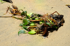 Eichhornia crassipes image