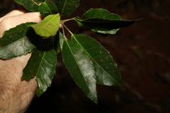 Elaeocarpus kirtonii