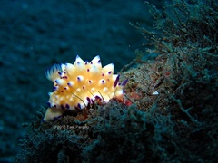 Mexichromis multituberculata