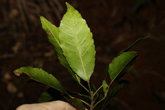 Elaeocarpus kirtonii