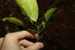 Elaeocarpus kirtonii