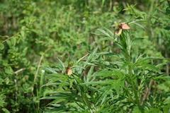 Paeonia anomala