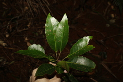 Elaeocarpus kirtonii