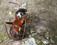 Pilophorus perplexus