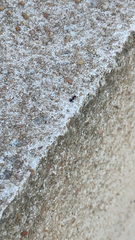 Crematogaster scutellaris