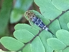 Glipa malaccana
