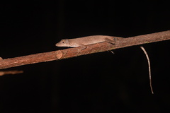 Anolis fuscoauratus